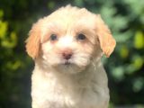 Apricot & White Maltipoo Yavrularımız