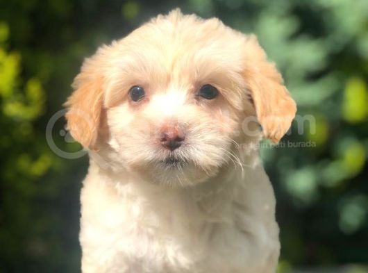 Apricot & White Maltipoo Yavrularımız görsel