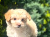 Apricot & White Maltipoo Yavrularımız