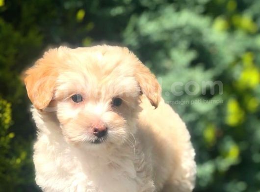 Apricot & White Maltipoo Yavrularımız görsel