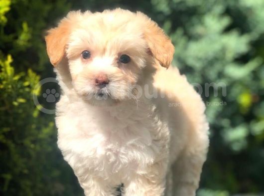 Apricot & White Maltipoo Yavrularımız görsel