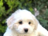 Irk Ve Sağlık Garantili Maltipoo Yavrularımız
