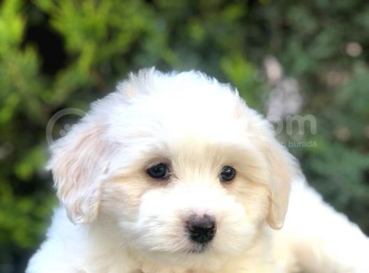 Irk Ve Sağlık Garantili Maltipoo Yavrularımız görsel