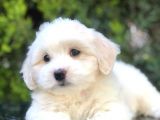 Irk Ve Sağlık Garantili Maltipoo Yavrularımız