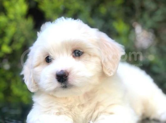 Irk Ve Sağlık Garantili Maltipoo Yavrularımız