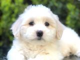 Irk Ve Sağlık Garantili Maltipoo Yavrularımız