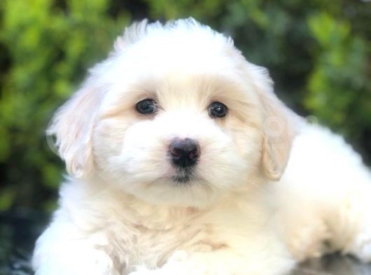 Irk Ve Sağlık Garantili Maltipoo Yavrularımız görsel