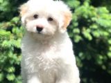 Irk Ve Sağlık Garantili Maltipoo Yavrularımız