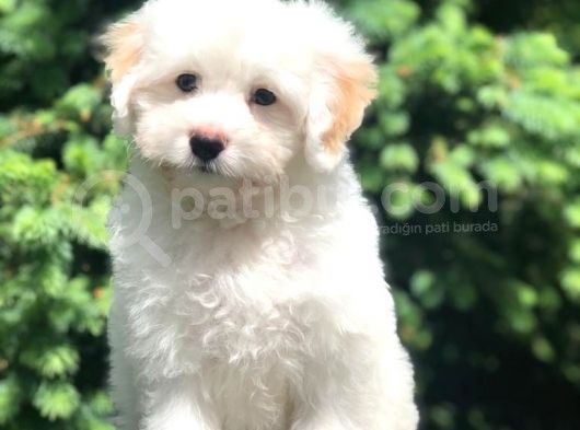 Irk Ve Sağlık Garantili Maltipoo Yavrularımız görsel
