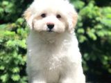 Irk Ve Sağlık Garantili Maltipoo Yavrularımız
