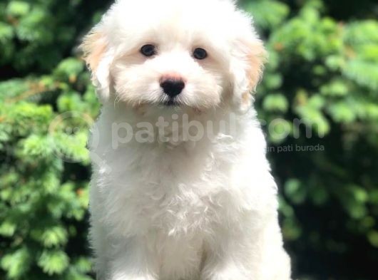 Irk Ve Sağlık Garantili Maltipoo Yavrularımız görsel