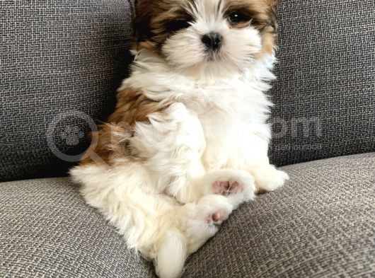 Safkan A Kalite Shih Tzu Yavrularımız