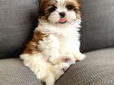 Safkan A Kalite Shih Tzu Yavrularımız