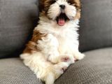 Safkan A Kalite Shih Tzu Yavrularımız