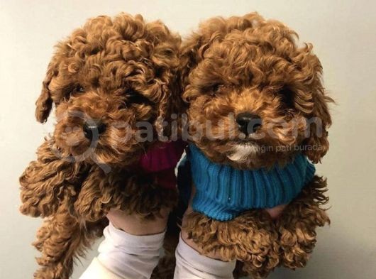 Irk Ve Sağlık Garantili Toy Poodle Yavrularımız görsel