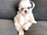 Irk Ve Sağlık Garantili Shih Tzu Yavrularımız