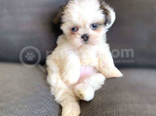 Irk Ve Sağlık Garantili Shih Tzu Yavrularımız görsel