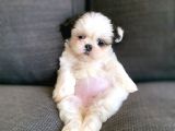 Irk Ve Sağlık Garantili Shih Tzu Yavrularımız