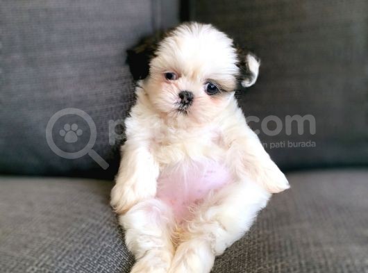 Irk Ve Sağlık Garantili Shih Tzu Yavrularımız görsel