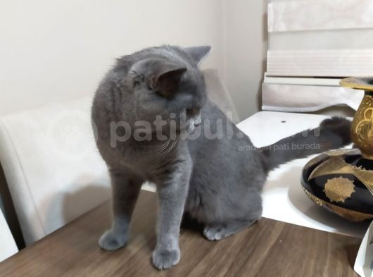 Yetişkin Dişi British görsel