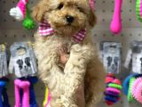 Sevimli Apricot Toy Poodle Yavrularımız