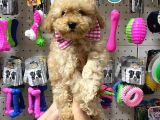 Sevimli Apricot Toy Poodle Yavrularımız