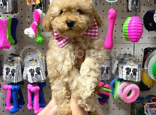 Sevimli Apricot Toy Poodle Yavrularımız görsel