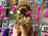 Veteriner Teknikerinden Sevimli Toy Poodle Yavrumuz
