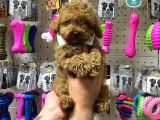 Veteriner Teknikerinden Sevimli Toy Poodle Yavrumuz