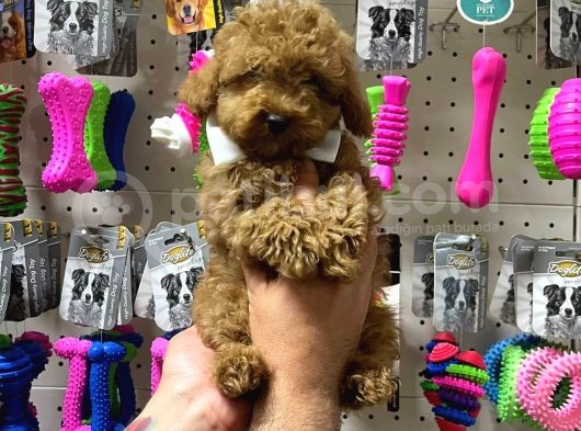 Veteriner Teknikerinden Sevimli Toy Poodle Yavrumuz görsel