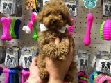 Veteriner Teknikerinden Sevimli Toy Poodle Yavrumuz