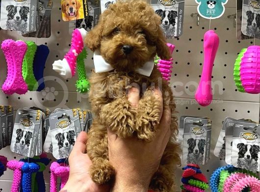 Veteriner Teknikerinden Sevimli Toy Poodle Yavrumuz