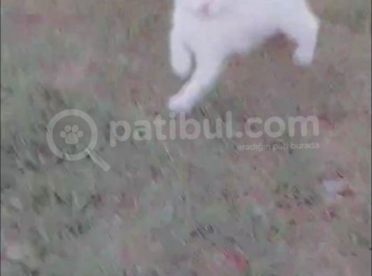 Ankara Van Kedisi Kırması 2 Adet 2 Aylık Şirin Ve Oyuncu Yavru Kedi görsel