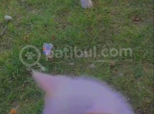 Ankara Van Kedisi Kırması 2 Adet 2 Aylık Şirin Ve Oyuncu Yavru Kedi görsel