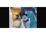 Anne Altında British Shorthair Ve Scottish Fold Yavrular