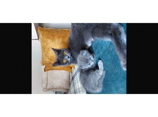 Anne Altında British Shorthair Ve Scottish Fold Yavrular görsel