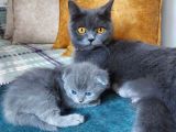 Anne Altında Scottish Fold Yavrular