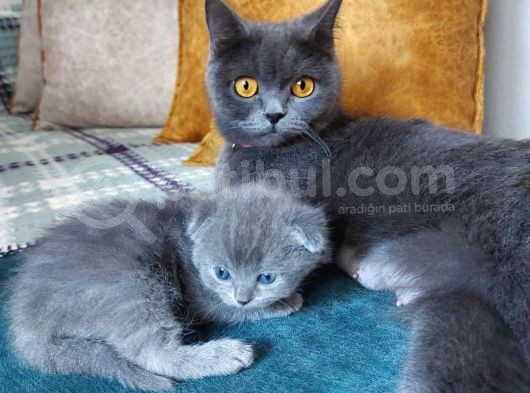Anne Altında Scottish Fold Yavrular