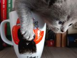 Anne Altında British Shorthair Ve Scottish Fold Yavrular