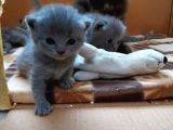 Anne Altında British Shorthair Ve Scottish Fold Yavrular