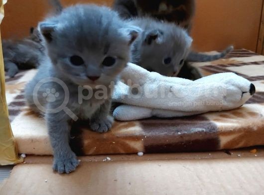 Anne Altında British Shorthair Ve Scottish Fold Yavrular görsel