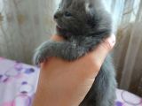 Anne Altında Scottish Fold Yavrular