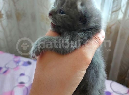 Anne Altında Scottish Fold Yavrular görsel