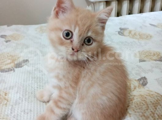 British Shorthair görsel