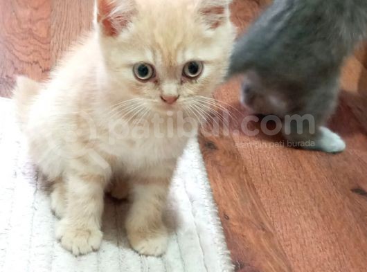 British Shorthair