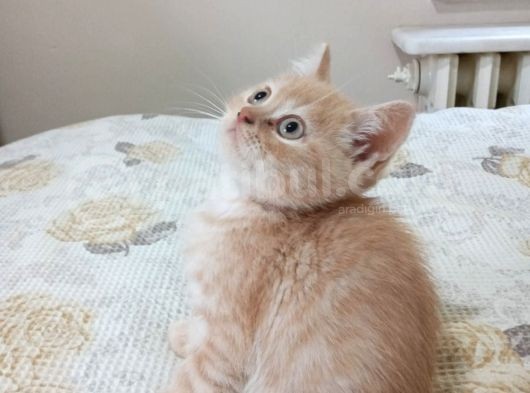 British Shorthair görsel