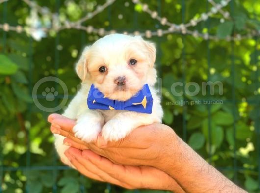 Yavru Malti̇poo görsel