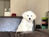 Dişi Maltese Terrier