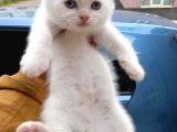 Ev Ortamında Dünyaya Gelen Scottish Fold Ve Scottish Straight Yavrularımız