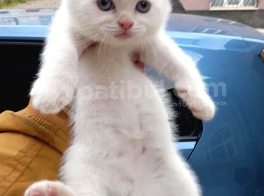 Ev Ortamında Dünyaya Gelen Scottish Fold Ve Scottish Straight Yavrularımız görsel